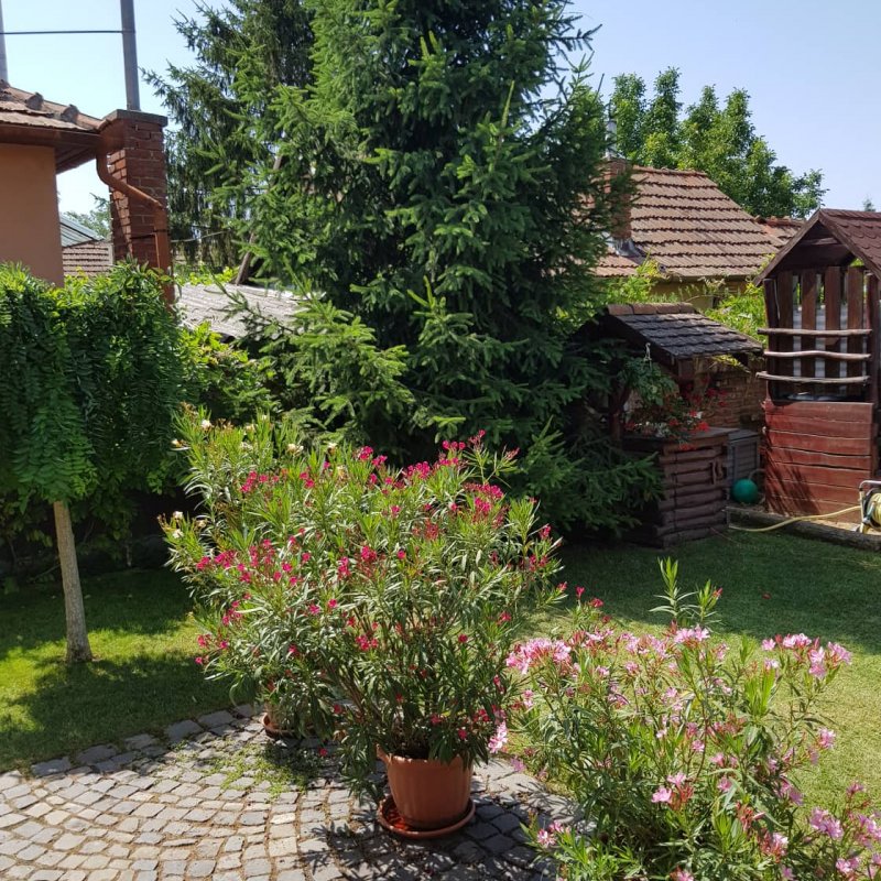 Daróczi-Dajka Hajnalka kertje 02